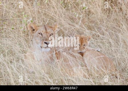 Une lionne protectrice s'assoit étroitement avec son petit dans les hautes herbes de la savane riche en faune du Kenya, montrant le lien tendre entre la mère et le de Banque D'Images