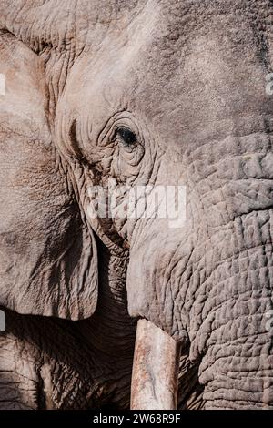 Cette photo capture le détail texturé du visage d'un éléphant d'Afrique, soulignant son œil et sa défense avec un aperçu de sa grande oreille, dans le s naturel Banque D'Images