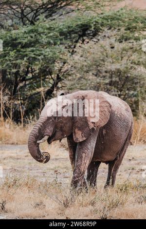 Un éléphant africain couvert de boue erre dans les prairies du Kenya, avec des acacias en toile de fond. Banque D'Images