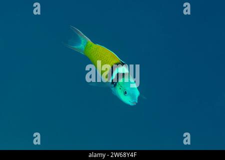 Un poisson tropical vibrant aux couleurs jaune et noir nage gracieusement dans les eaux bleues sereines de l'océan. Banque D'Images