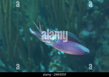 Un calmar vibrant glisse à travers les eaux bleues calmes, mettant en valeur ses tentacules délicats et ses couleurs vives. Banque D'Images