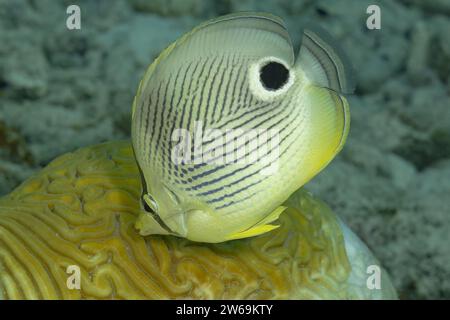 Cette image montre un poisson-butterfly Foureye, connu scientifiquement sous le nom de Chaetodon capistratus, perché au-dessus du corail cérébral Banque D'Images
