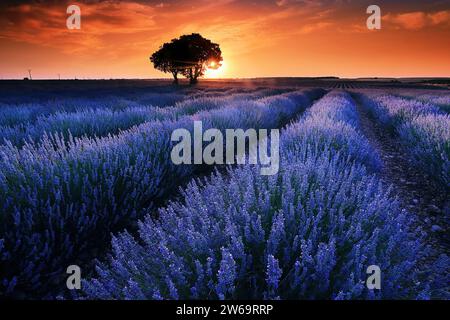 Une vue imprenable sur un champ de lavande au coucher du soleil, avec des rangées menant à un arbre solitaire contre un ciel vibrant Banque D'Images