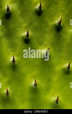 Gros plan capturant la texture complexe d'un cactus vert du jardin botanique et de la serre de la forêt de Chapultepec, à Mexico Banque D'Images