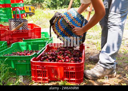 Cultivez un jeune agronome anonyme remplissant une caisse en plastique rouge avec des cerises fraîches provenant d'un panier en osier dans une plantation biologique Banque D'Images