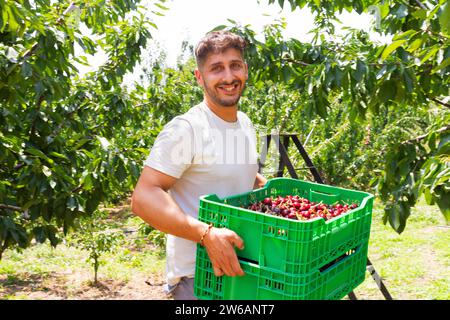 Portrait d'un jeune homme agronome caucasien souriant portant des caisses en plastique vert pleines de cerises fraîches récoltées au verger un jour ensoleillé Banque D'Images