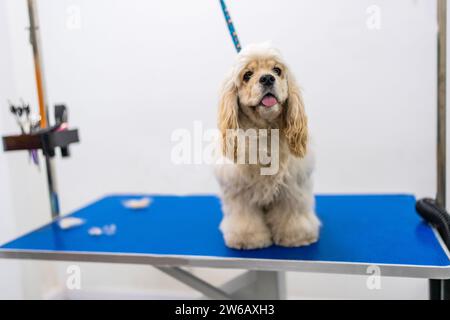 Adorable épagneul américain de cocker avec la langue dehors debout sur la table bleue dans le salon de toilettage moderne contre le mur blanc et regardant loin Banque D'Images