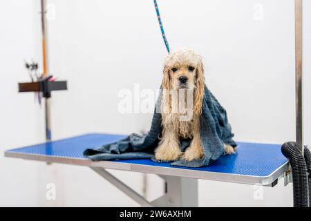Humide mignon domestique américain cocker spaniel assis sur la table bleue dans le salon de toilettage avec une serviette douce et regardant la caméra sur fond blanc Banque D'Images