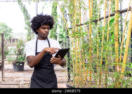 Concentré jeune homme afro-américain agronome dans tablier avec l'utilisation de tablette numérique tout en analysant la plante dans le planteur à la serre organique Banque D'Images