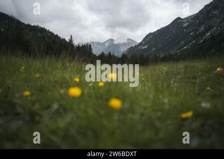 Au rez-de-chaussée de la vue pittoresque de prairie verdoyante entourant des arbres luxuriants et des montagnes majestueuses dans le parc national de Catalogne sous le ciel nuageux Banque D'Images