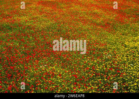 Une grande prairie avec des coquelicots rouges en fleurs (Papaveraceae) et des leucanthèmes jaunes. Banque D'Images