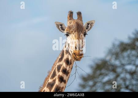 Vue de face rapprochée de la tête de girafe (Giraffa camelopardalis), grignotant une branche d'arbre dans son embouchure, avec fond bleu ciel. Banque D'Images