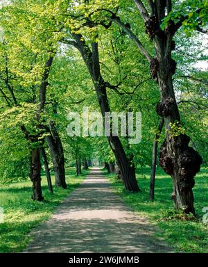 Von Sommerlinden gesaeumter Waldwanderweg im Schlosspark Belvedere BEI Weimar in Thueringen Lindenallee Weimar *** sentier forestier bordé de tilleuls d'été dans le parc du château du Belvédère près de Weimar en Thuringe Lindenallee Weimar Banque D'Images
