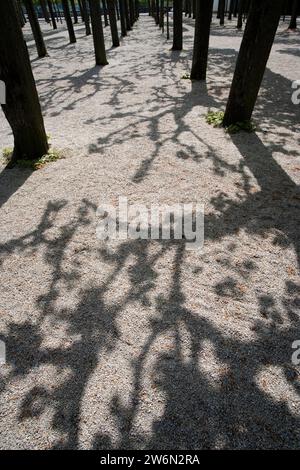 Arbres de Linden plantés en quinconce, orangerie inférieure, château de Schloss Weilburg, Weilburg an der Lahn, Hesse, Allemagne, Europe Banque D'Images