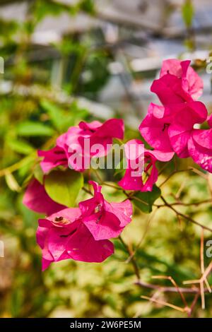 Vibrant rose Bougainvillea en fleurs avec fond de bokeh naturel Banque D'Images