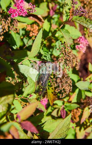 Cicada parmi les feuilles d'automne dans le jardin - vue rapprochée Banque D'Images