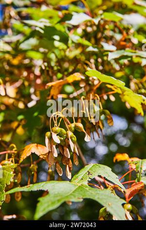 Maple Samaras sur la branche dans la lumière d'automne - nature Close-Up Banque D'Images