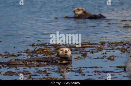 La loutre de mer de Californie Banque D'Images