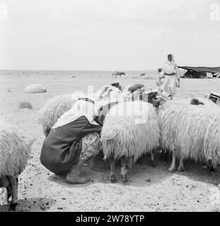 Bédouins avec leurs moutons, la traite des moutons ca. 1950-1955 Banque D'Images