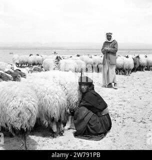 Bédouins avec leurs moutons, la traite des moutons ca. 1950-1955 Banque D'Images