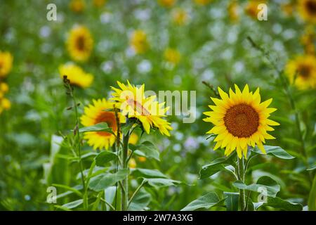 Trio de tournesol éclatant en pleine floraison, cadre vert luxuriant Banque D'Images