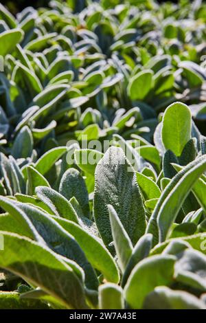 Plant d'oreille d'agneau gros plan avec des feuilles floues ensoleillées Banque D'Images