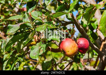 Pommes mûres sur l'arbre nain, jardins botaniques - scène de verger ensoleillée Banque D'Images