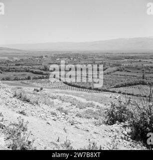 Vue de l'agriculture dans la vallée de la Bekaa au Liban ca. 1950-1955 Banque D'Images