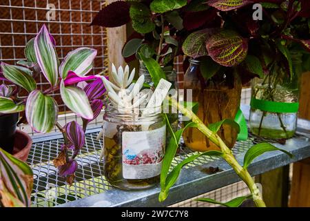 Plantes d'intérieur panachées sur étagère en métal, perspective de jardinage urbain Banque D'Images