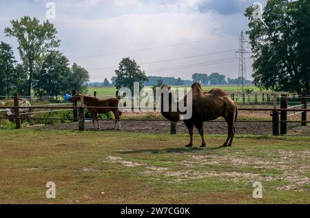 15.09.2018, Pologne, Szewce, Wielkopolska - Un cheval et un chameau dans un pré dans une ferme. 00A180915D138CAROEX.JPG [AUTORISATION DU MODÈLE : NON APPLICABLE, PROPRIÉTÉ Banque D'Images