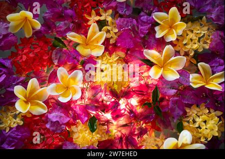 24.07.2023, Indonésie, Nusa Dua, Bali - Un bouquet de fleurs de frangipanier colorées, une fleur exotique de beauté et de pureté, flotte à la surface du Banque D'Images