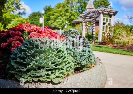 Chou frisé ornemental et chrysanthèmes rouges en jardinière avec fond en treillis Banque D'Images