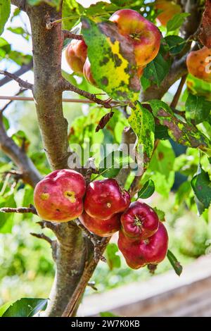 Pommes biologiques sur arbre à la lumière du soleil avec des imperfections naturelles Banque D'Images