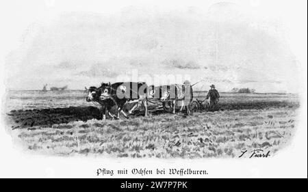Agriculteur avec boeuf et charrue sur son champ, ville de campagne Wesselburen, Dithmarschen, Schleswig-Holstein, Allemagne du Nord, illustration historique 1896 Banque D'Images
