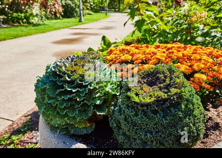 Choux ornementaux et chrysanthèmes dans Serene Park Path Banque D'Images