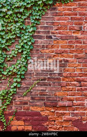 Mur de briques rouges vieillissant avec des vignes de lierre vert luxuriant, plante poussant sur le côté gauche, actif de fond Banque D'Images