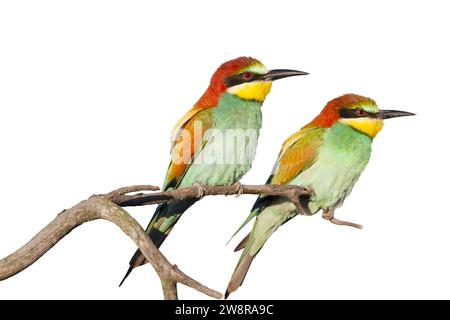 oiseaux mangeurs d'abeilles colorés assis sur un isolat de branche Banque D'Images