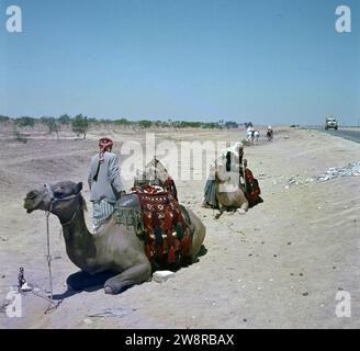 Désert du Néguev. Bédouins avec leurs chameaux / dromadaires sur le bord d'une route attendant que les touristes montent leurs animaux ca. 1964 Banque D'Images