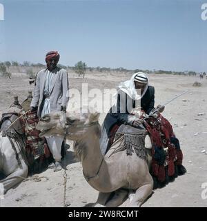 Désert du Néguev. Bédouins avec chameaux / dromadaires le long de la route i.a.v. touristes qui veulent faire un tour sur leur animal ca. 1964 Banque D'Images