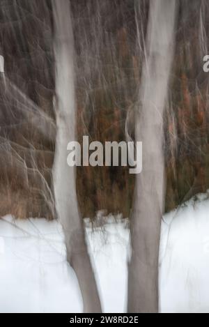 Images abstraites de paysage forestier en hiver. Les images peintes sont créées à l'aide d'un mouvement vertical ou horizontal de la caméra pendant l'exposition. Banque D'Images