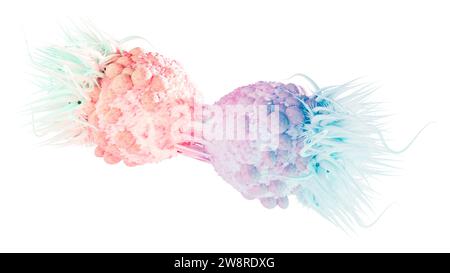 Grossissement d'une division cellulaire cancéreuse. Les mutations dans les gènes peuvent causer le cancer en accélérant les taux de division cellulaire ou en inhibant les témoins normaux Banque D'Images