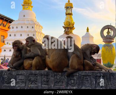 Les macaques rhésus résident au temple Swayambuunath à Katmandou, au Népal Banque D'Images