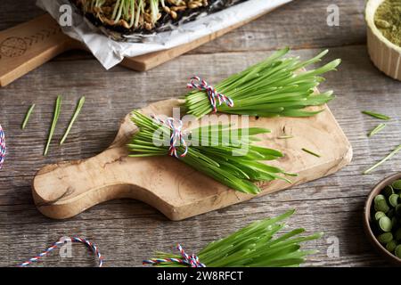 Brins d'herbe d'orge vert frais avec de la poudre sèche et des comprimés Banque D'Images