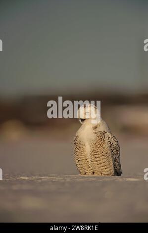 Snowy Owl en hiver qui chasse Banque D'Images