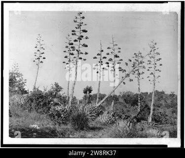 Femme debout entre les plantes du siècle dans le sud-est de l'Arizona Banque D'Images