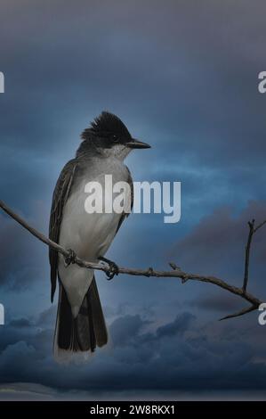 East Kingbird perché sur un arbre Banque D'Images