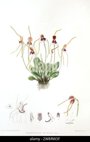 Woolward - le genre Masdevallia - Masdevallia estradae. Banque D'Images