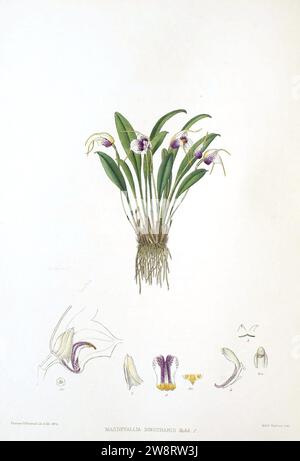 Woolward - le genre Masdevallia - Masdevallia ionocharis. Banque D'Images