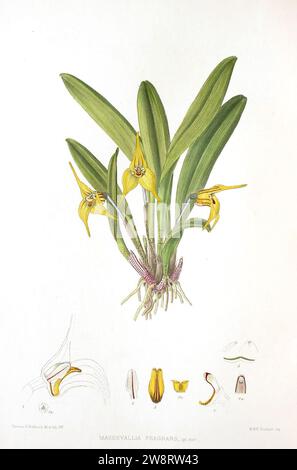 Woolward - le genre Masdevallia - Masdevallia fragrans. Banque D'Images