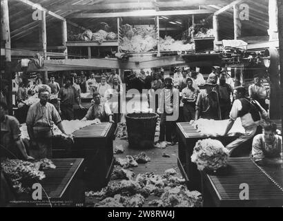 Woolsorting au classement et le cisaillement des hangars, Burrawong, Nouvelle Galles du Sud Banque D'Images